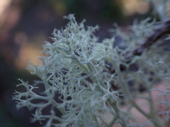 Cladonia arbuscula