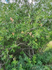 Salix lutea