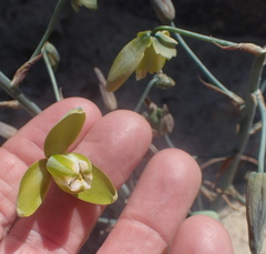 Albuca fragrans