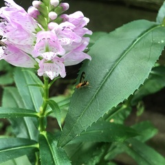 Toxonevra superba