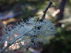 Cladonia arbuscula