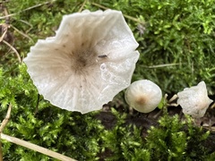Marasmiellus