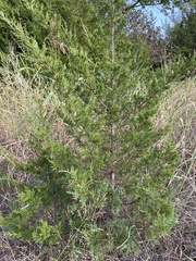 Juniperus virginiana
