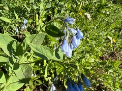 Mertensia paniculata