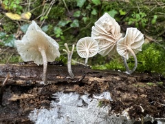 Marasmiellus