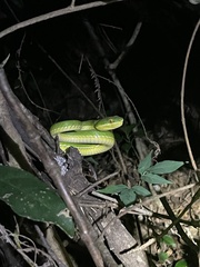 Trimeresurus albolabris