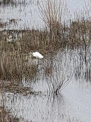 Egretta thula