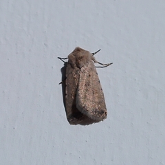 Caradrina clavipalpis