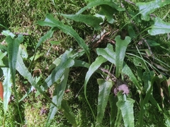 Asplenium rhizophyllum