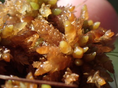 Sphagnum compactum