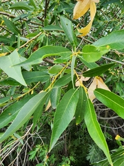 Salix lutea