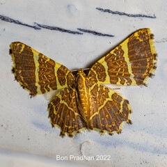 Hastina pluristrigata