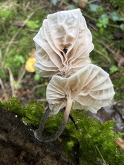 Marasmiellus