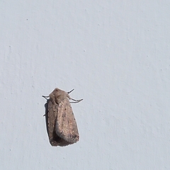 Caradrina clavipalpis