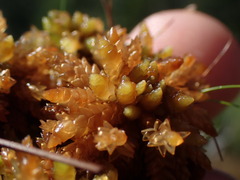 Sphagnum compactum