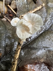 Marasmiellus