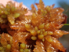 Sphagnum compactum