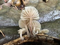 Marasmiellus