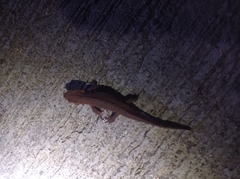 Paramesotriton hongkongensis