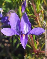 Viola decumbens