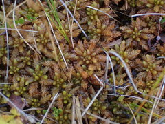 Sphagnum fuscum
