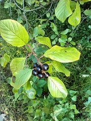 Rhamneae