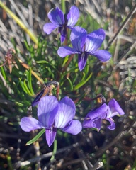 Viola decumbens