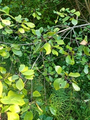 Rhamneae