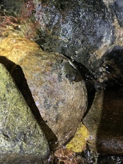 Amolops hongkongensis