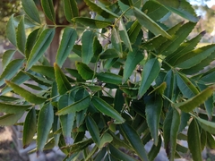 Fraxinus xanthoxyloides