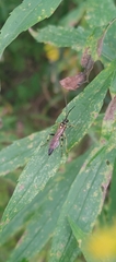 Cratichneumon