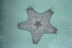 Asterina gibbosa