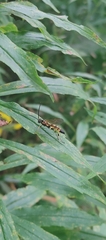 Cratichneumon