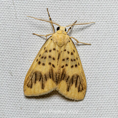 Barsura nubifascia