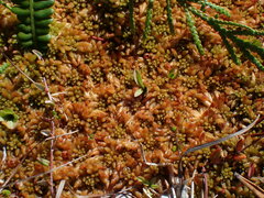 Sphagnum austinii
