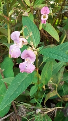 Impatiens glandulifera