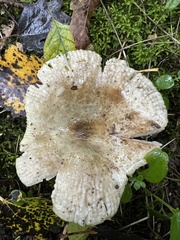 Russula pelargonia