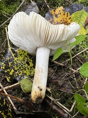Russula pelargonia