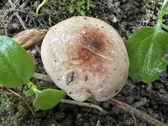 Russula pelargonia