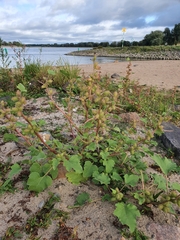 Xanthium orientale riparium