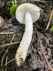 Russula pelargonia