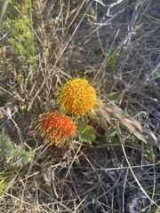 Leucospermum prostratum