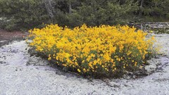 Helianthus porteri
