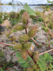 Xanthium orientale riparium