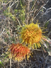 Leucospermum prostratum