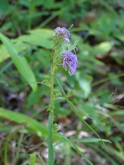 Liatris squarrulosa