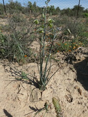 Albuca fragrans