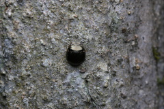 Brachyplatys punctipes