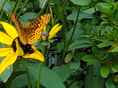 Boloria bellona