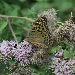 Argynnis pandora
